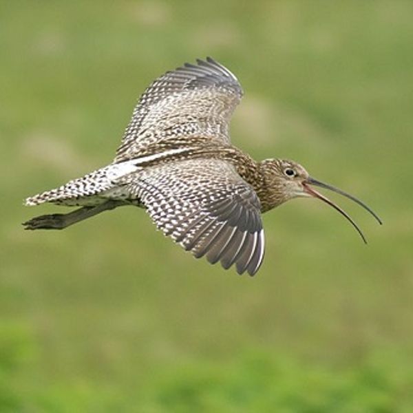 Learn a Little Birdsong